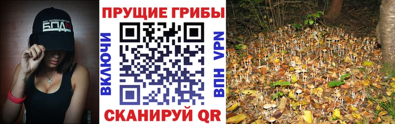 Псилоцибиновые грибы MAGIC MUSHROOMS shop телеграм Донецк